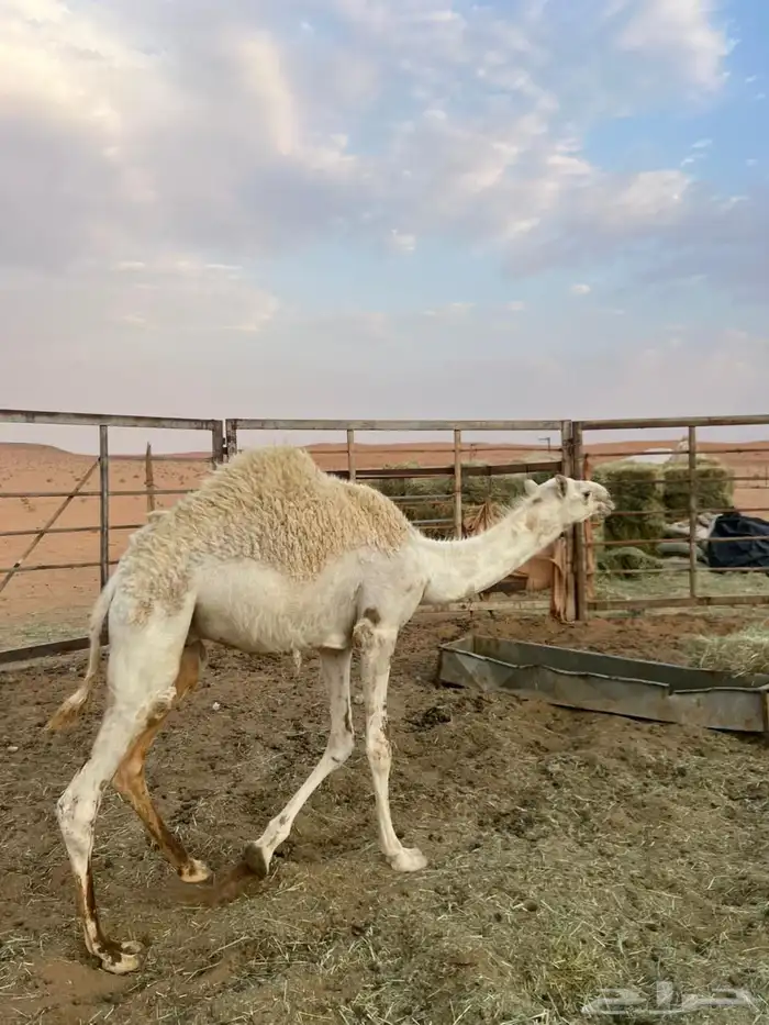 قعود لباني للبيع 2