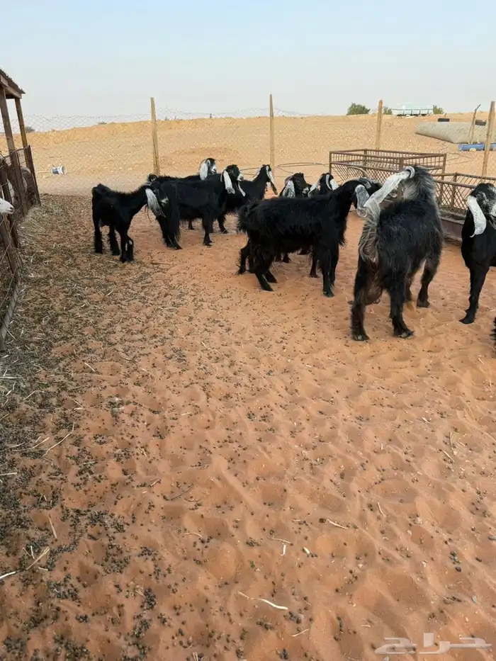 10 عوارض 0