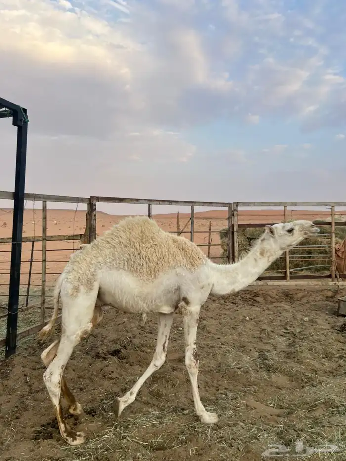 قعود لباني للبيع 1