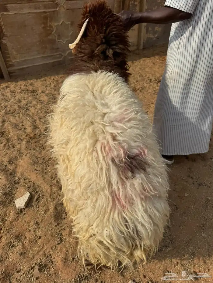 نعيمي كفوا عمره من 8اشهور وحوال 0