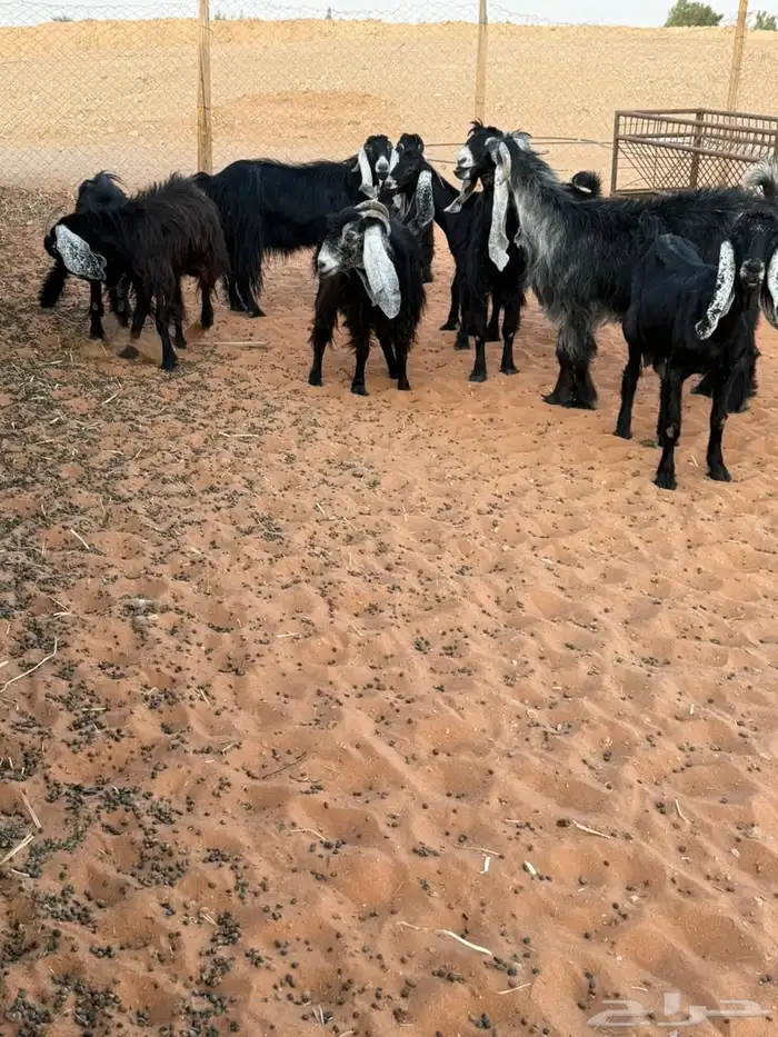 10 عوارض 3