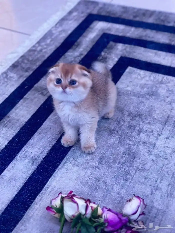 ذكر سكوتش فولد للبيع 3