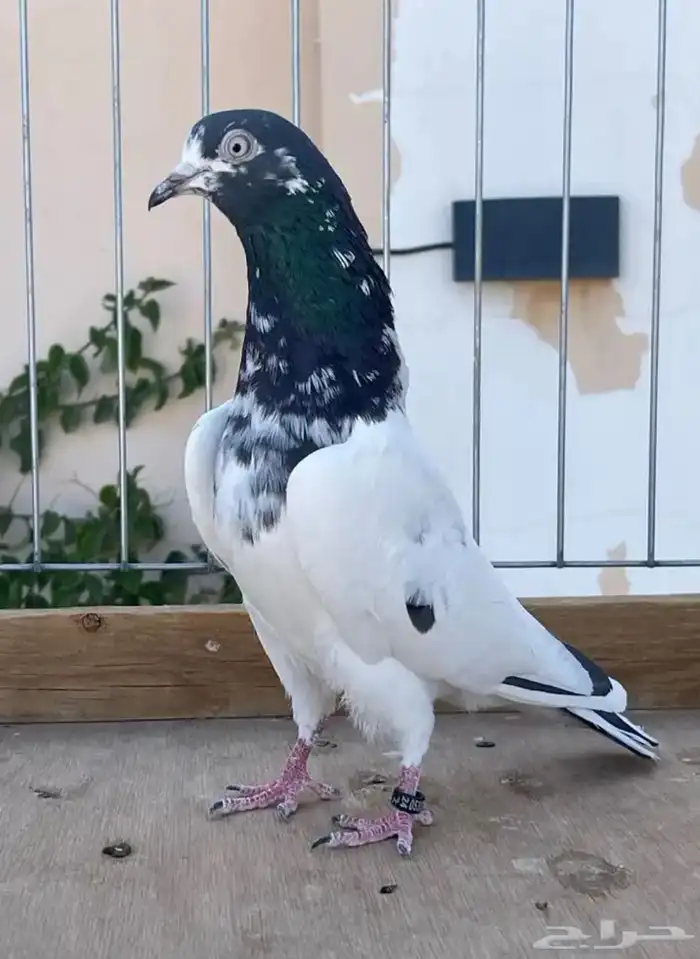 للبيع حمام باكستاني سخي 0