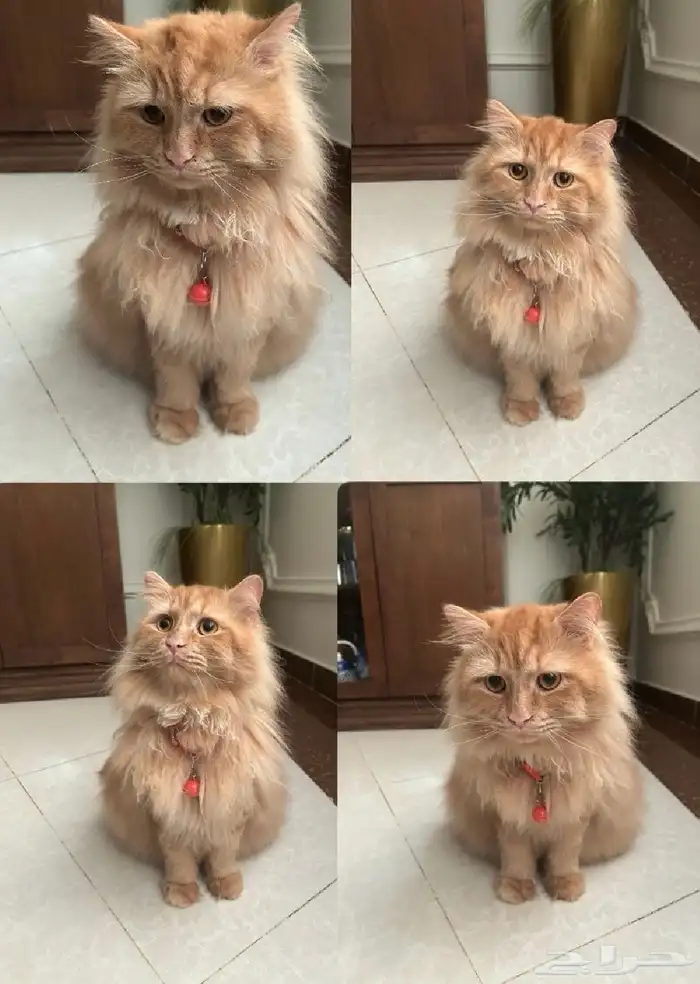 قطو شيرازي للتبني 1