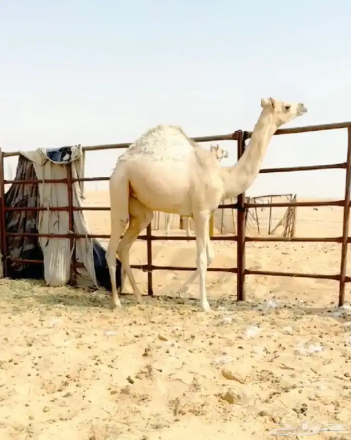 هجن بكره فطيم اخو من امها سابق ابو منتج 1