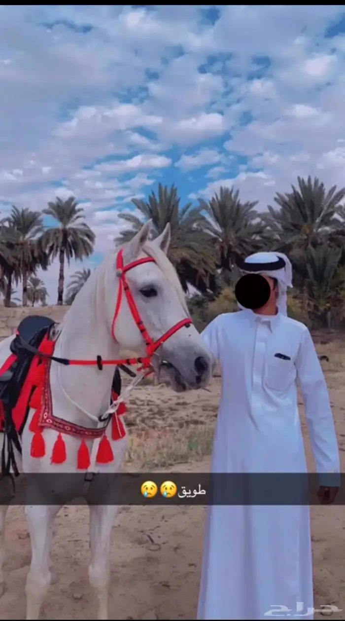 حصان شعبي 4