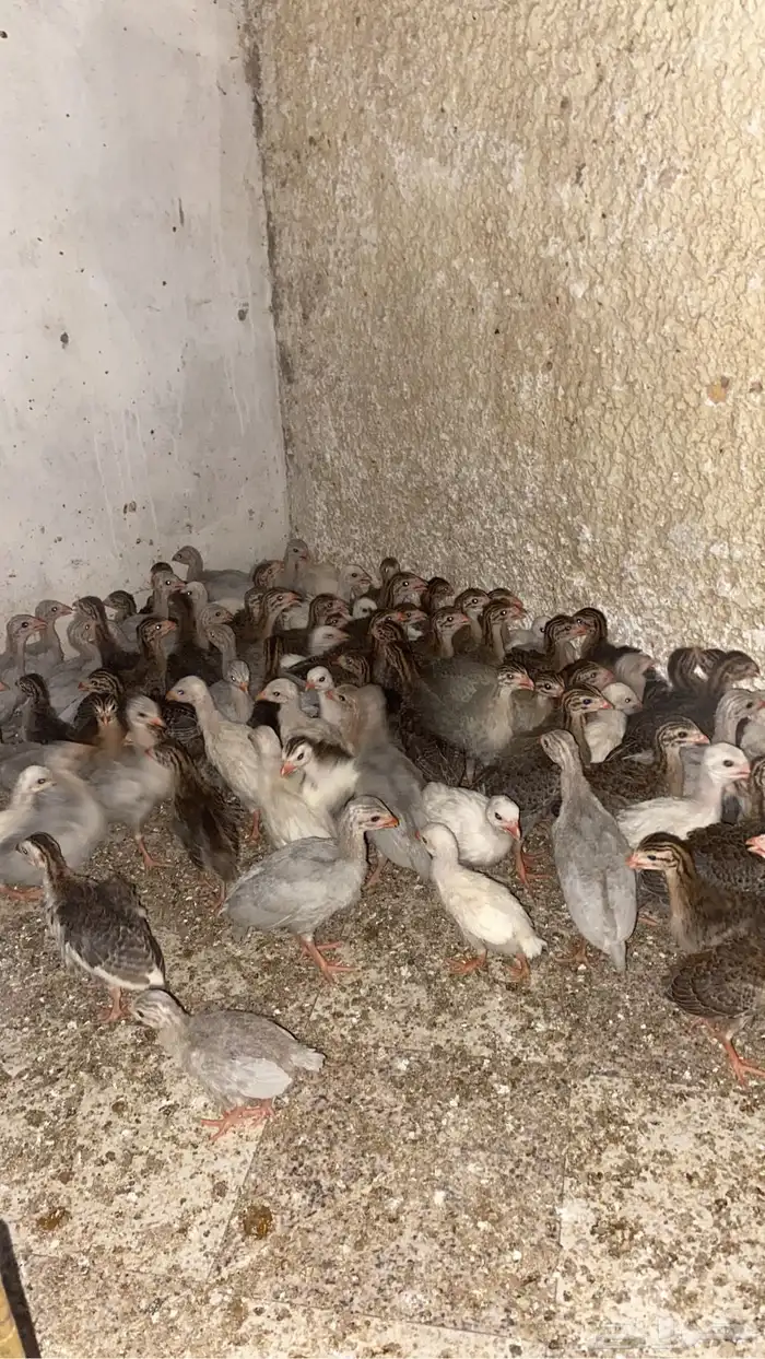 دجاج حبشي 1