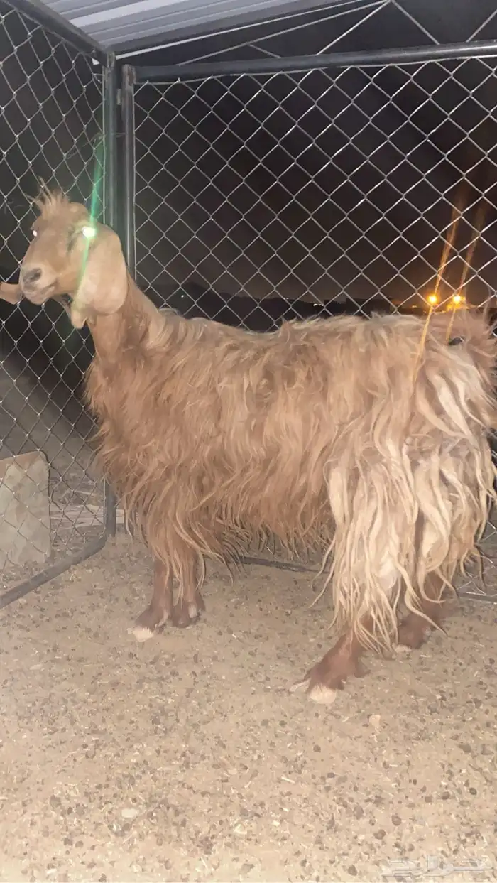 للبيع عنز كفوا 0