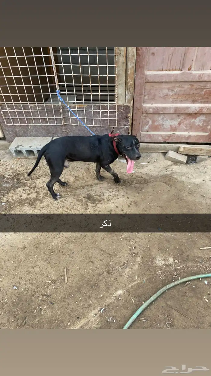 للبيع جوز بيتبول ذكر   انثى 0