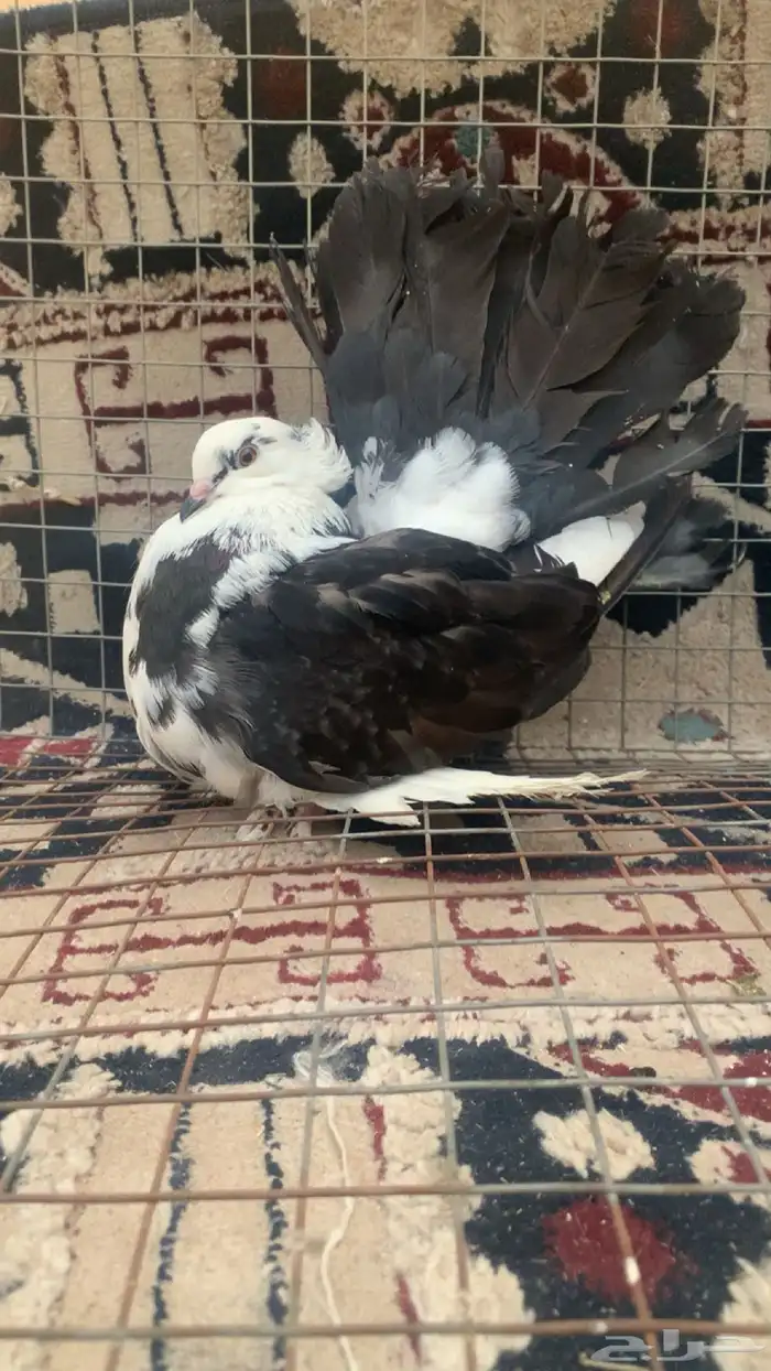 حمام رقاصي للبيع 1