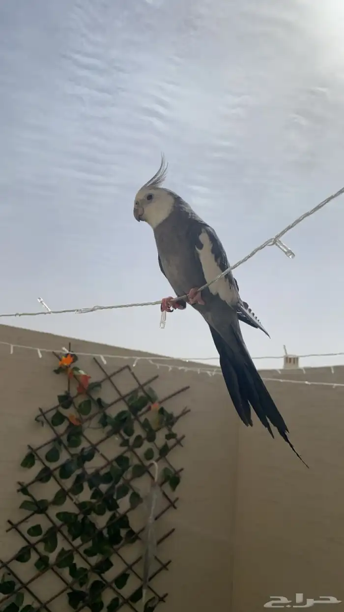 متجر ببغاائي 1