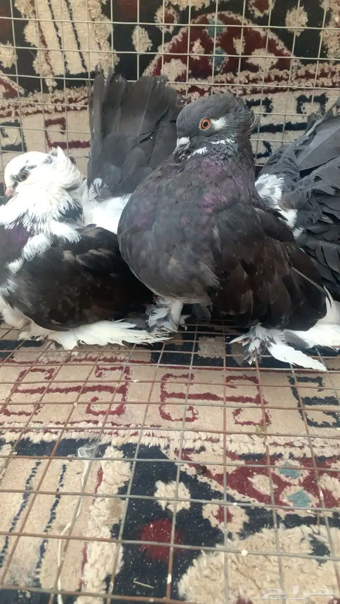 حمام رقاصي للبيع 0