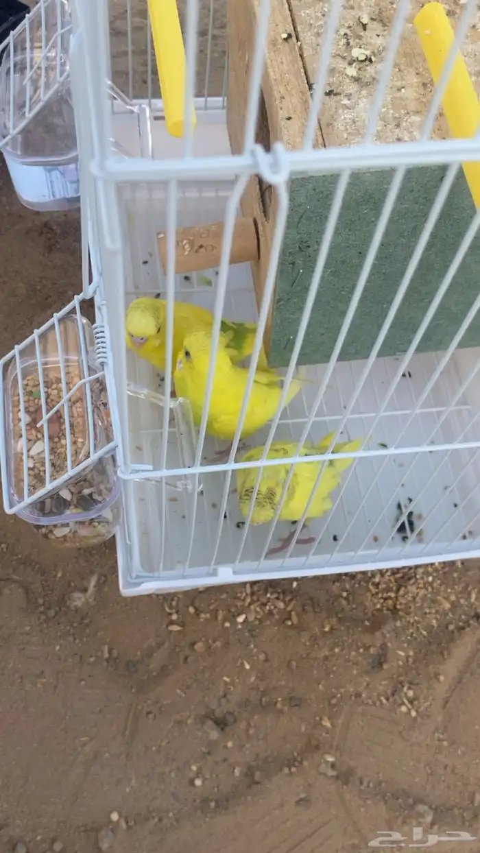 طيور حب او زينه لا اعلم 0