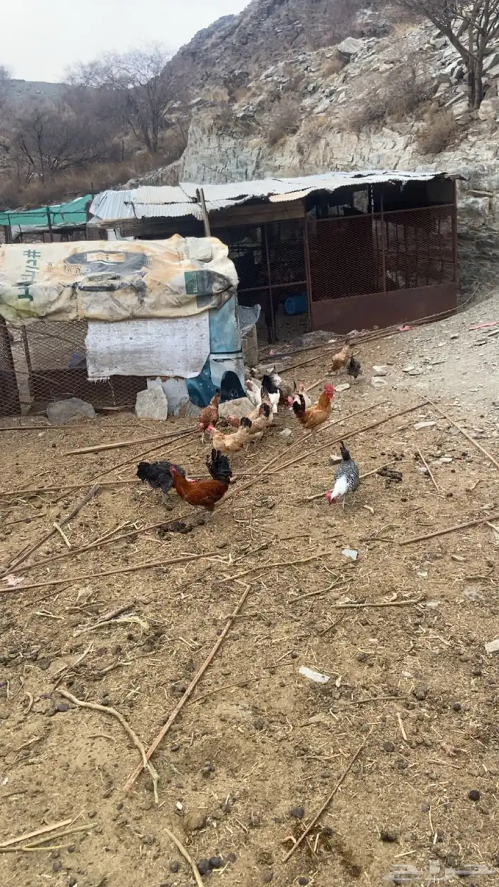 دجاج بلدي للبيع العدد 17 2