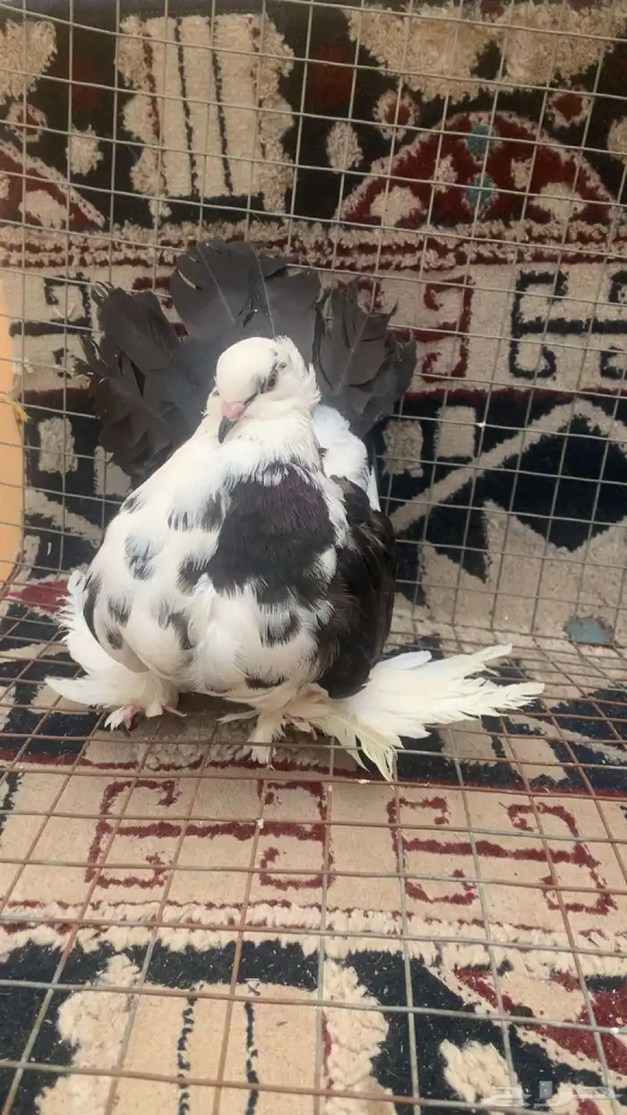 حمام رقاصي للبيع 3