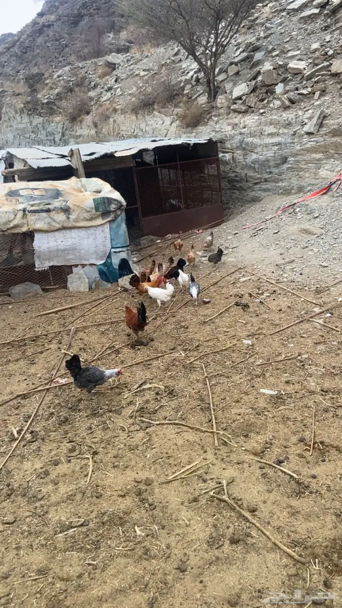دجاج بلدي للبيع العدد 17 0