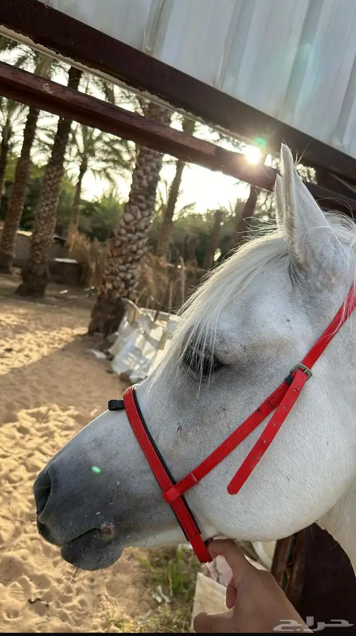 حصان شعبي 0