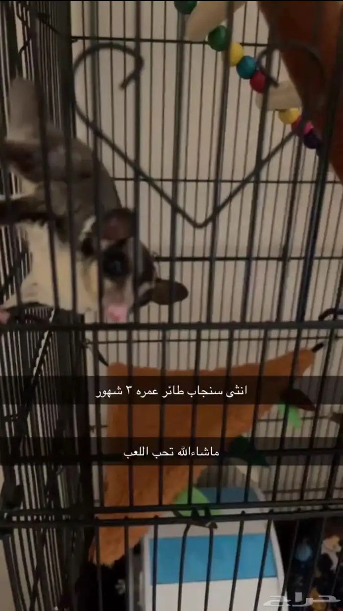 سنجاب طائر ( شوقر قلايدر ) انثى مع الملحقات 0