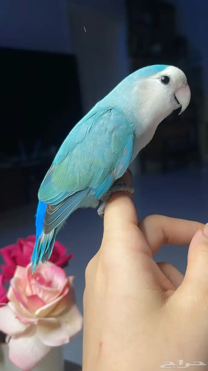 للبيع ببغاء الروز 4