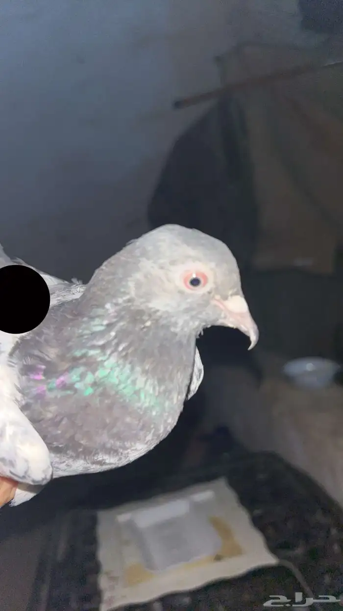 حمام زينه وحمام بكستاني 7