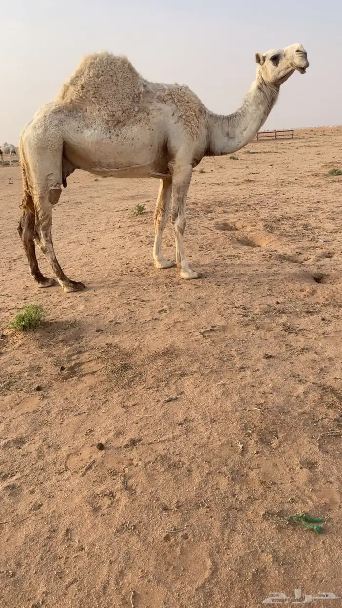ضريبه وضحاء 0