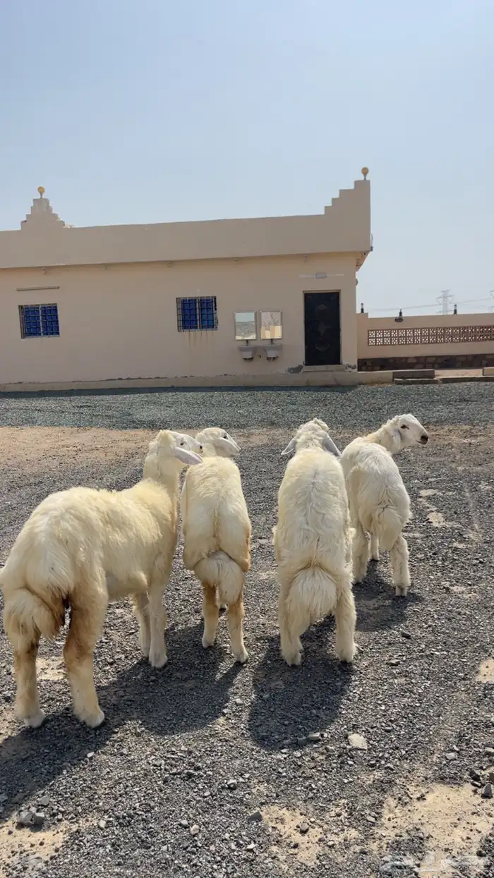اثنين طليان و اثنين رخال فل شحم و لحم 4