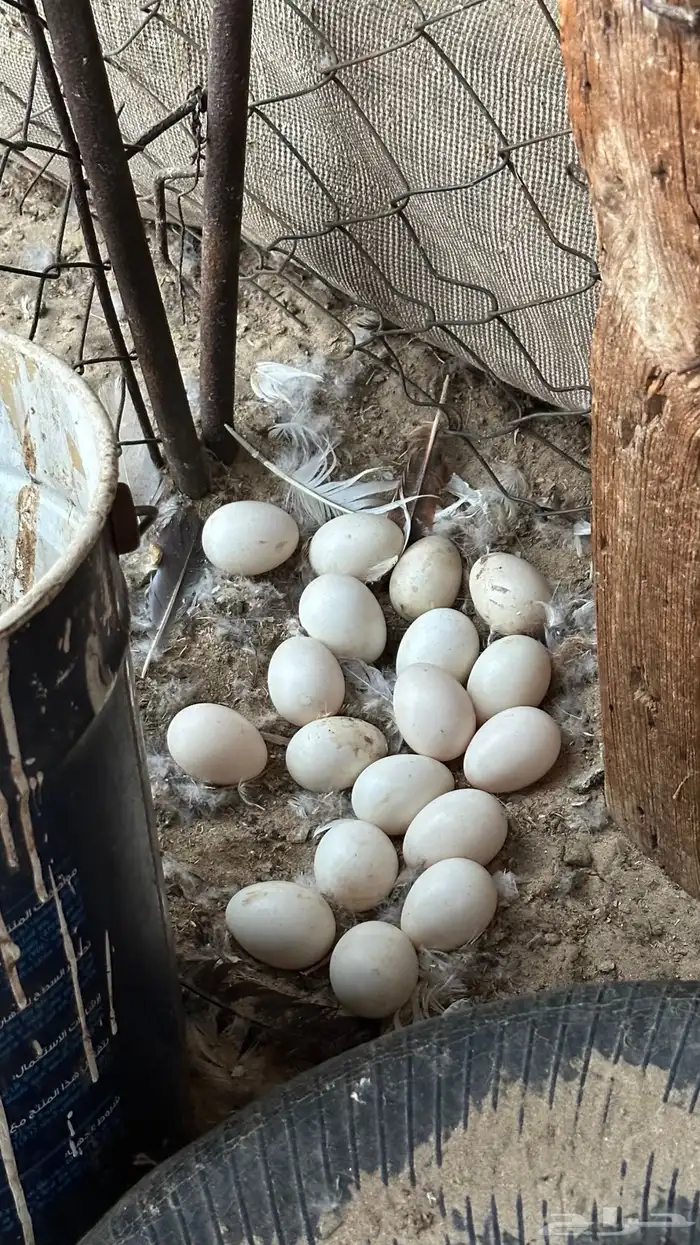 بط مسكوفي 7