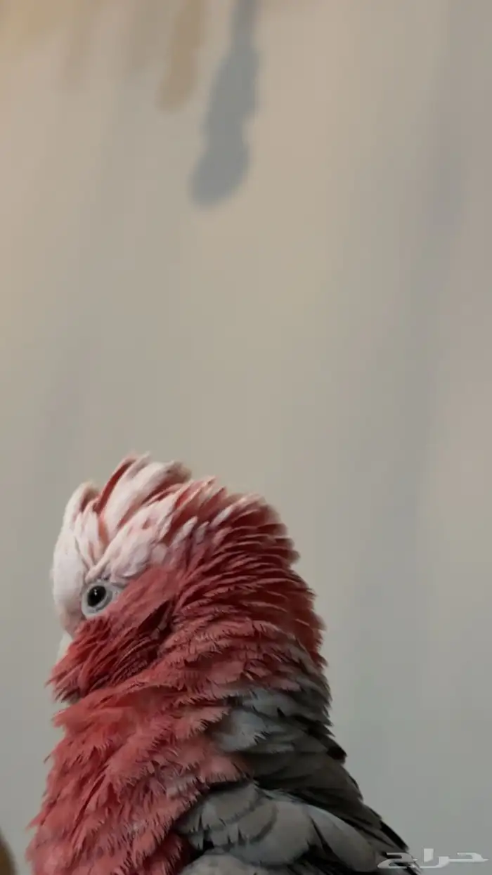 كوكاتو قالا 0