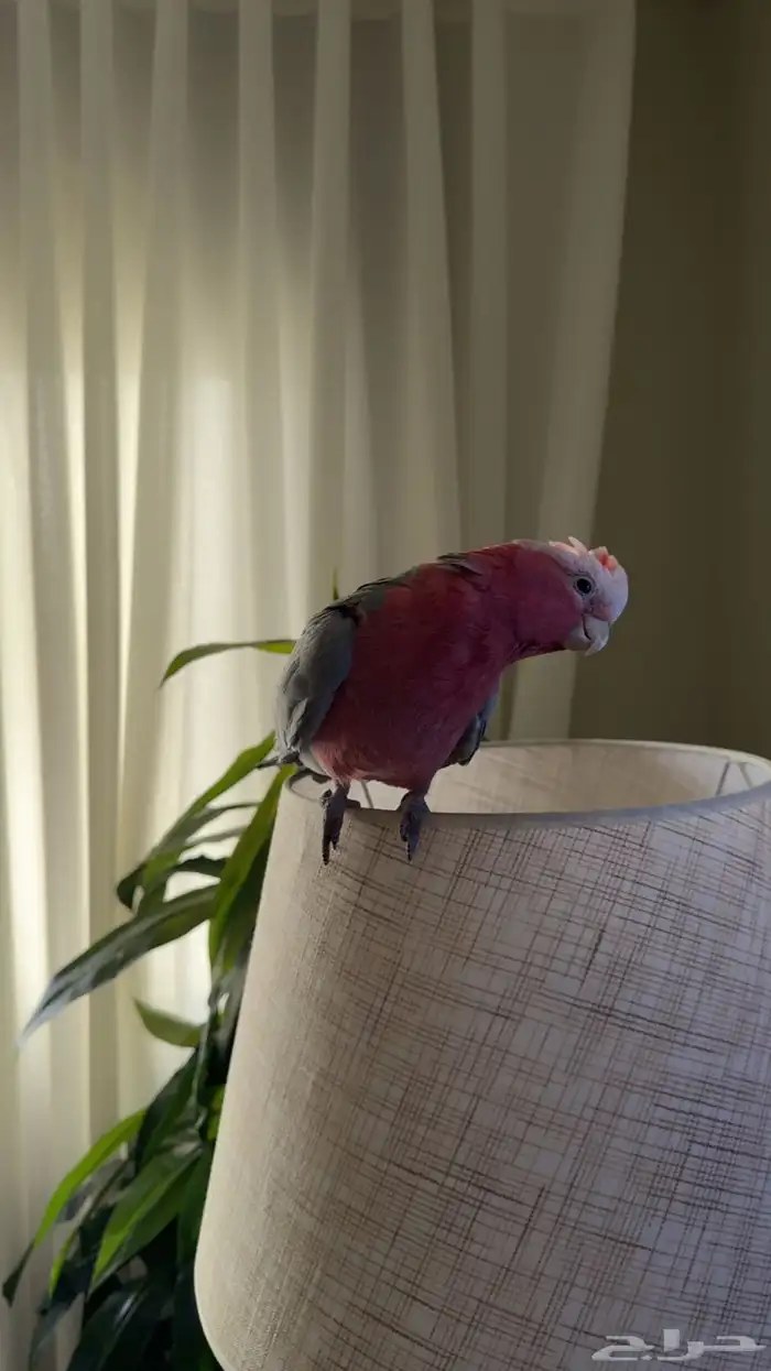 كوكاتو قالا 1