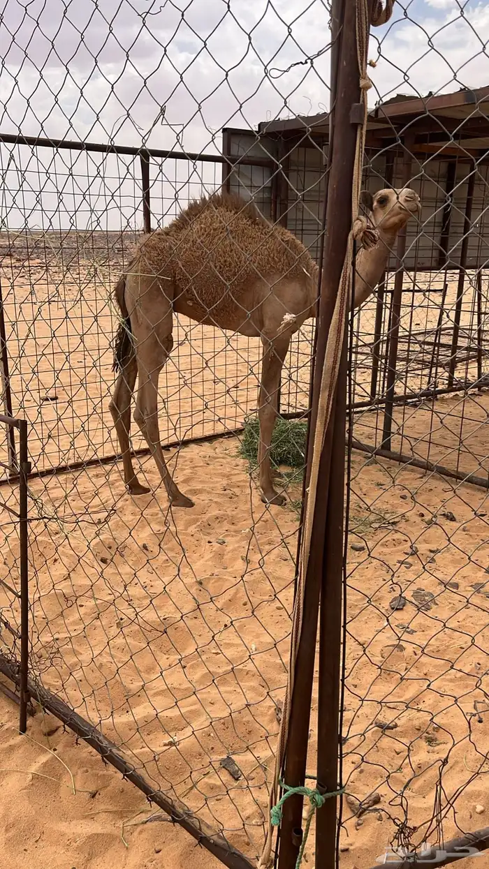 للبيع قعود اصفر 1