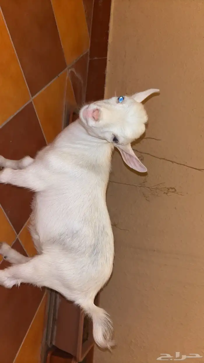 ماعز قزم ابيض للبيع مع اكله 0