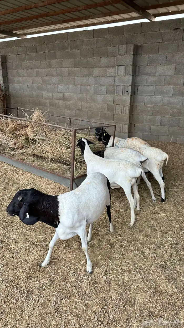 برابر 0