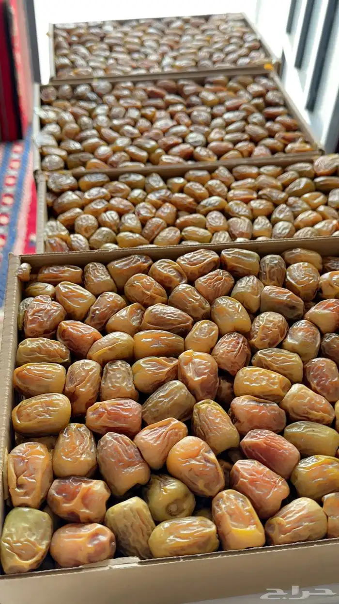 مفتل سكري حبه طيبه 1
