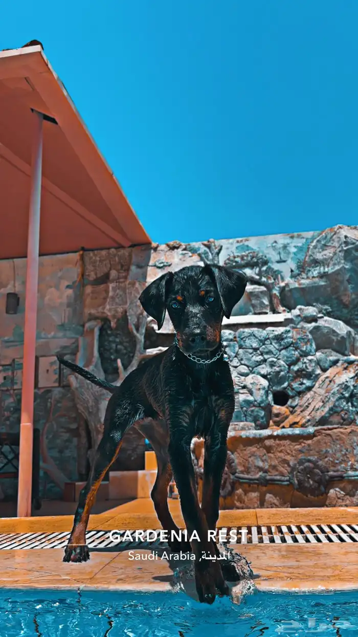 الجرف 6