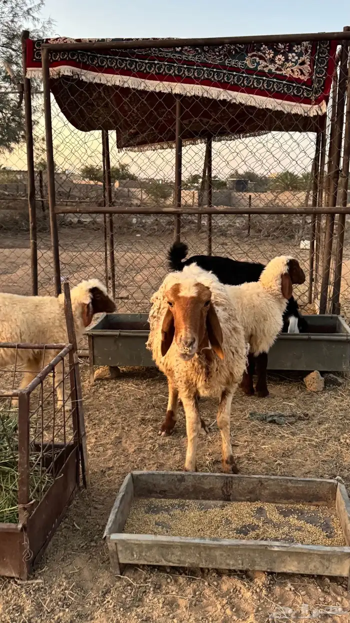 نعجه للبيع 3