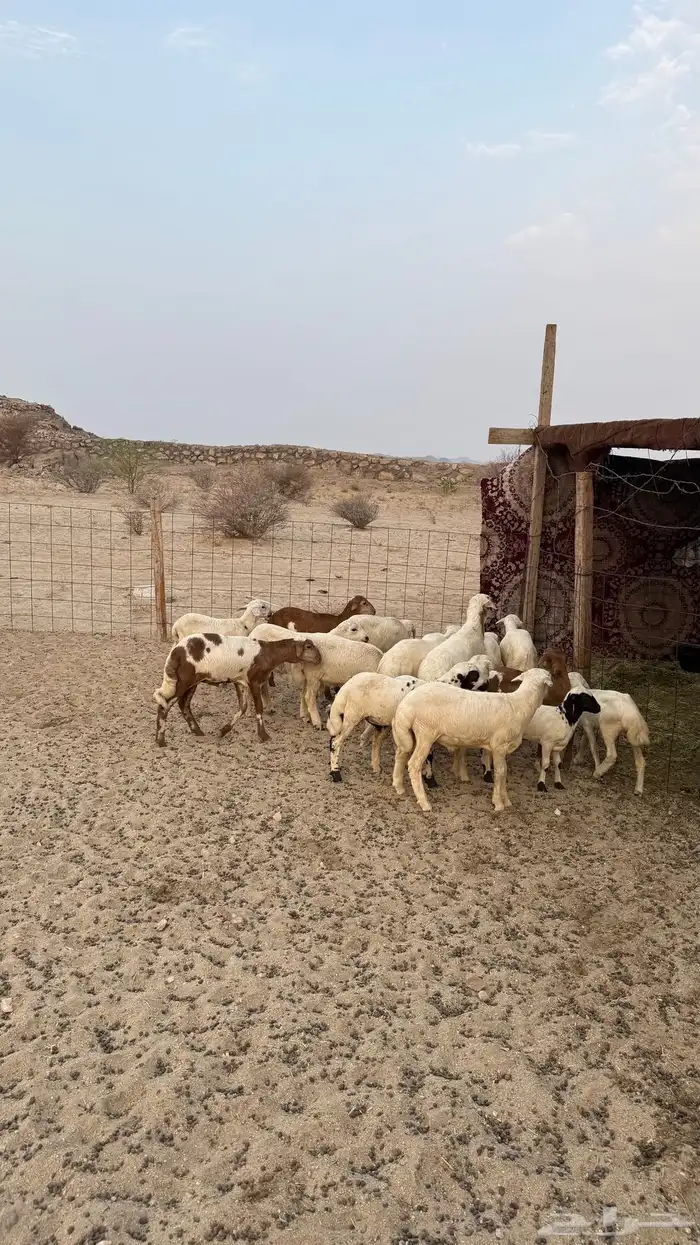 طليان ورخال للبيع 0