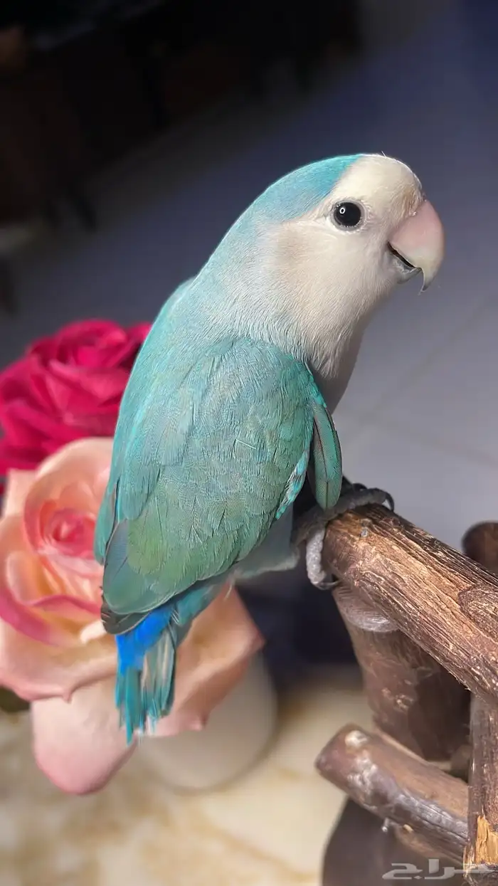 للبيع ببغاء الروز 3