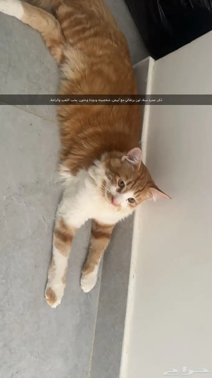 قطط شيرازي للتبني 3