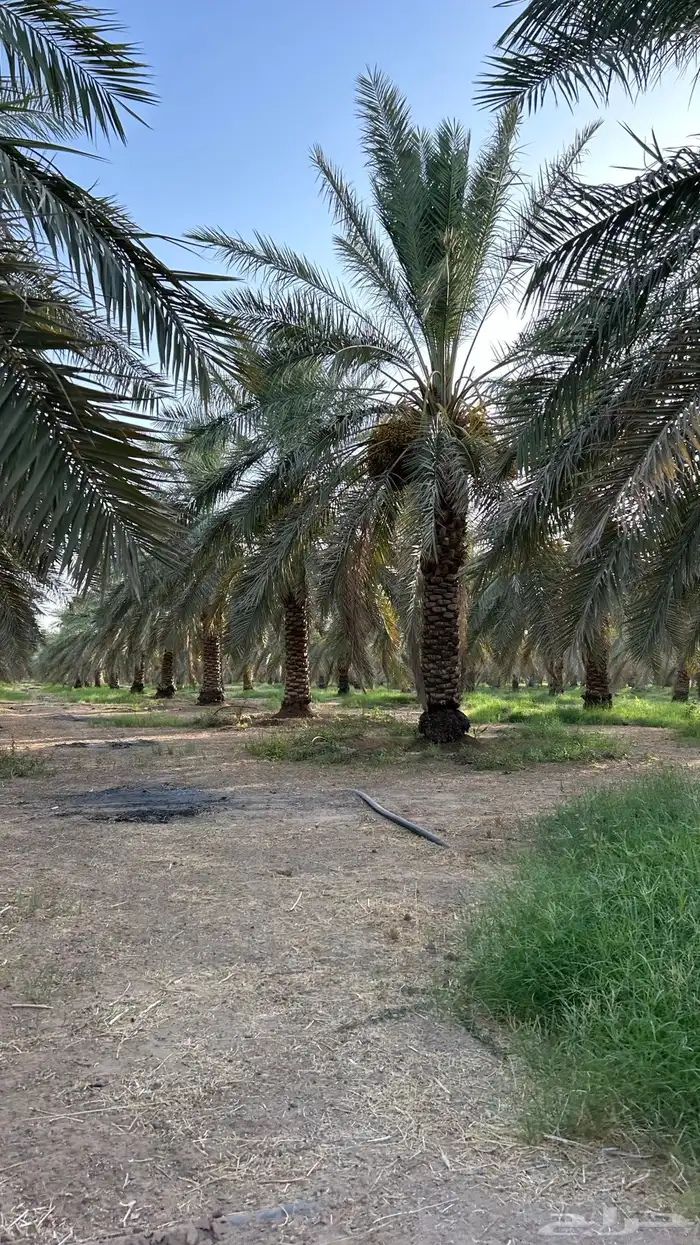 تمر القصيم 1