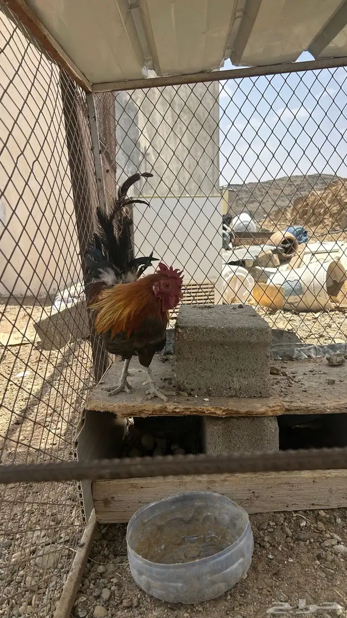 تم البيع 0