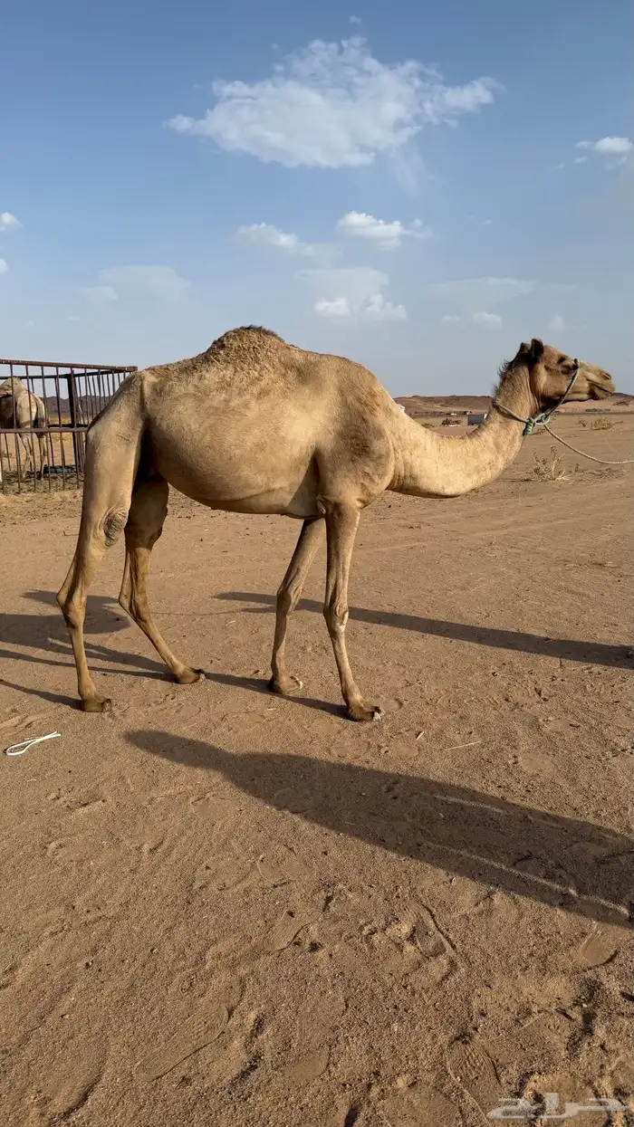 للبيع ام ثاني جاهزه المناخ الاب شاهين دغاش الام مهجنه 1