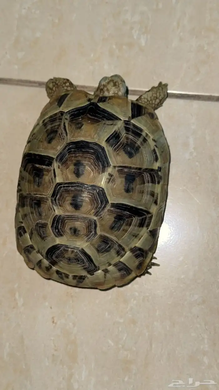 سلحفاة للبيع 0
