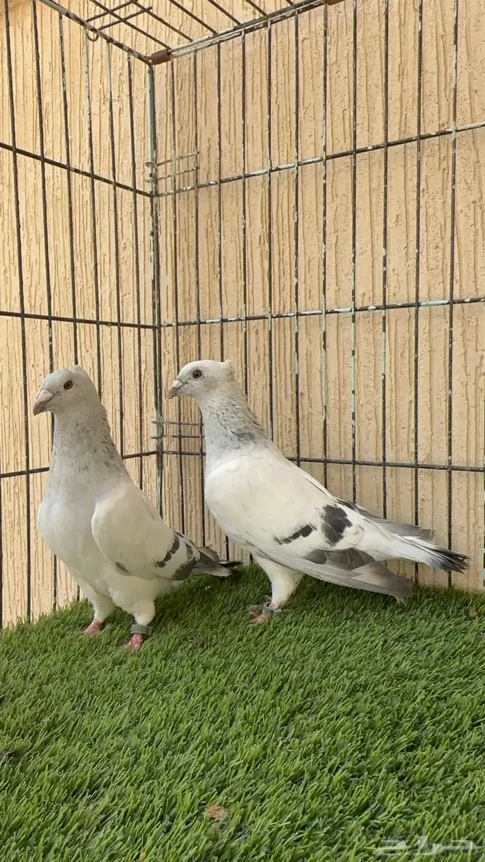 حمام زاجل ايس جوز منتج ماشاءالله للبيع 2