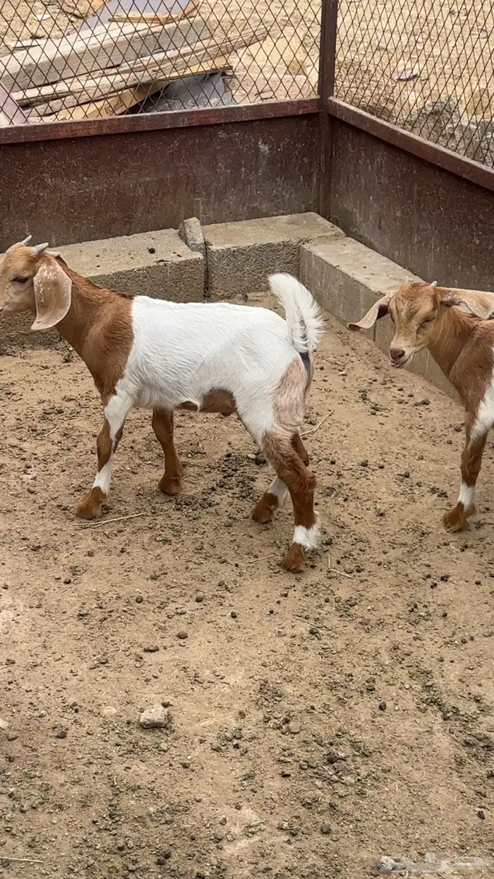 معزاء مواليد 1