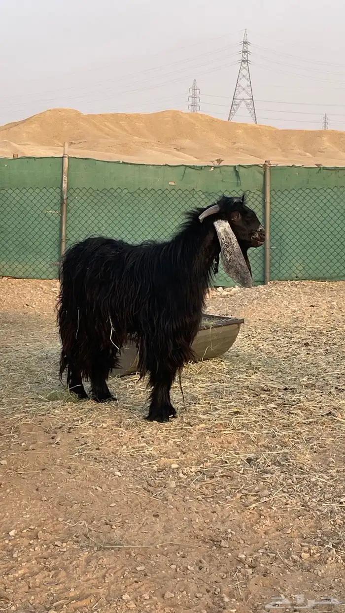 تيس فحل عارضي 2