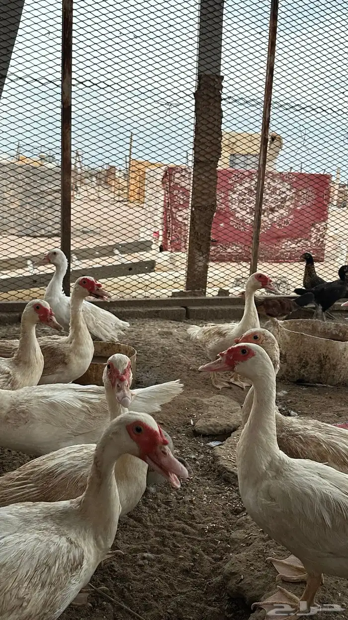 بط مسكوفي 6