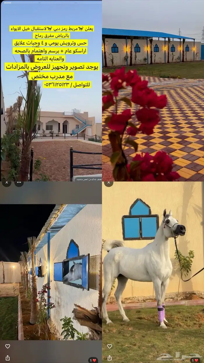 اسطبل و ايواء خيل و تصوير ب الرياض 0