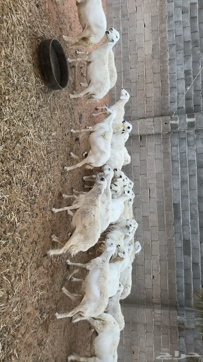 غنم حصيب ودفيع ومقرعه 9