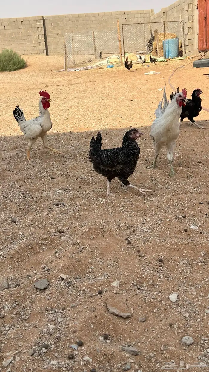 للبيع دجاج بلدي ديكه وا دجاج 9