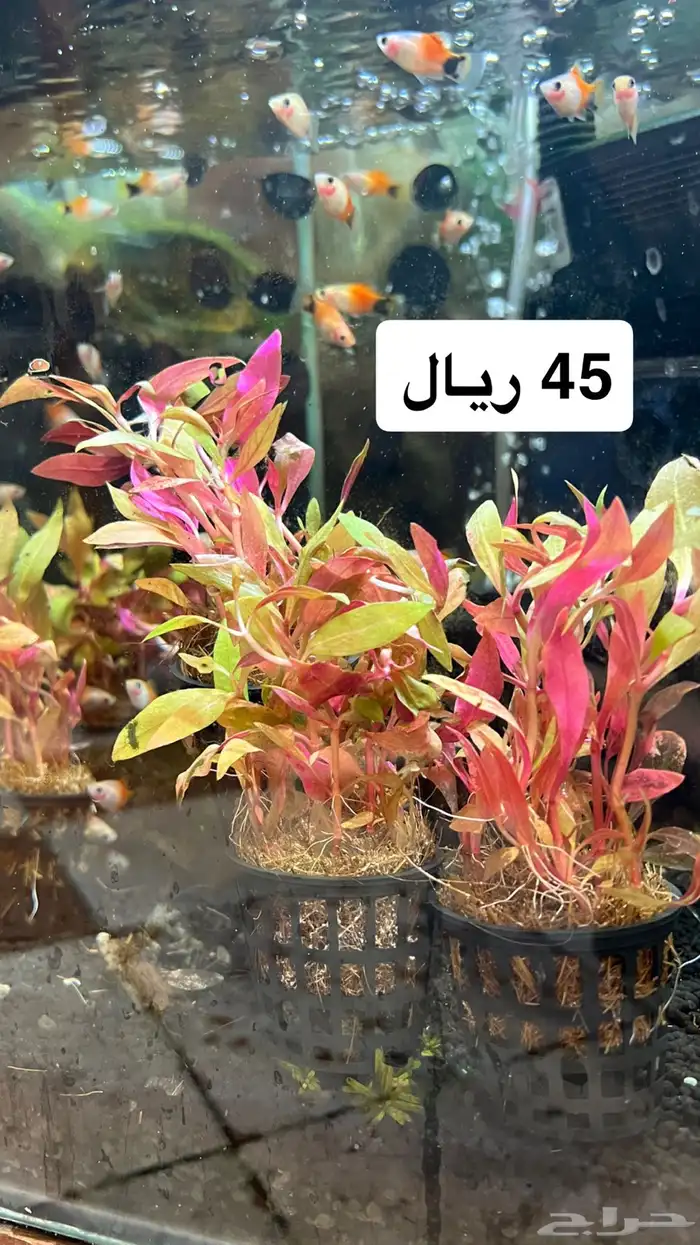 دفعه جديدة نباتات نهرية لأحواض السمك 12